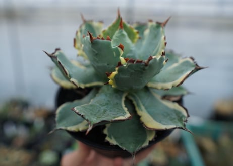 アガベ　兜蟹錦　連棘　Agave isthmensis “Kabutogani” variegata