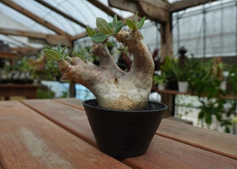 パキポディウム　エブレネウム　Pachypodium eburneum  No.1