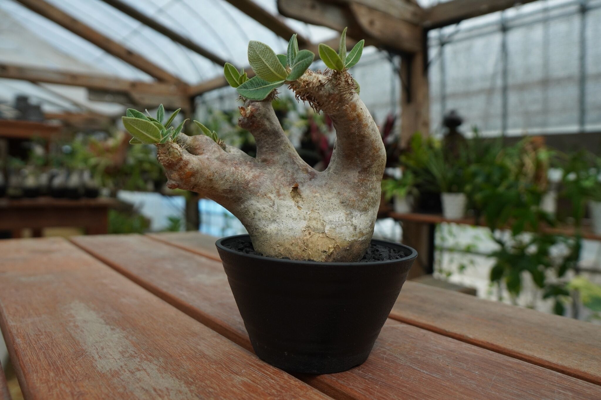 パキポディウム エブレネウム Pachypodium eburneum No.1 | man