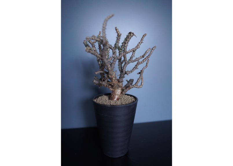 ケラリア ナマクエンシス 〈2〉 | mana's farm:塊根植物・アガベ