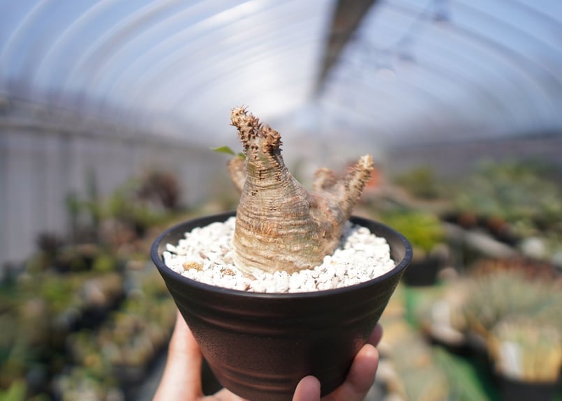 パキポディウム　マカイエンセ　扁平　No.2 パキポディウム マカイエンセ Pachypodium makayense No.2 | man