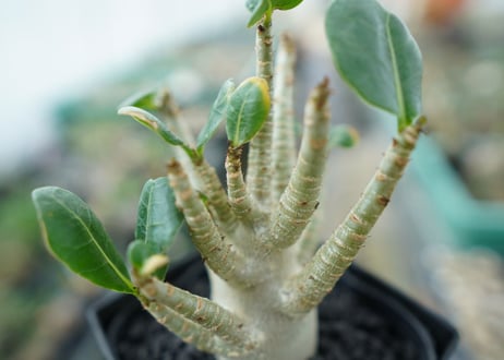 アデニウム　Adenium　No.3