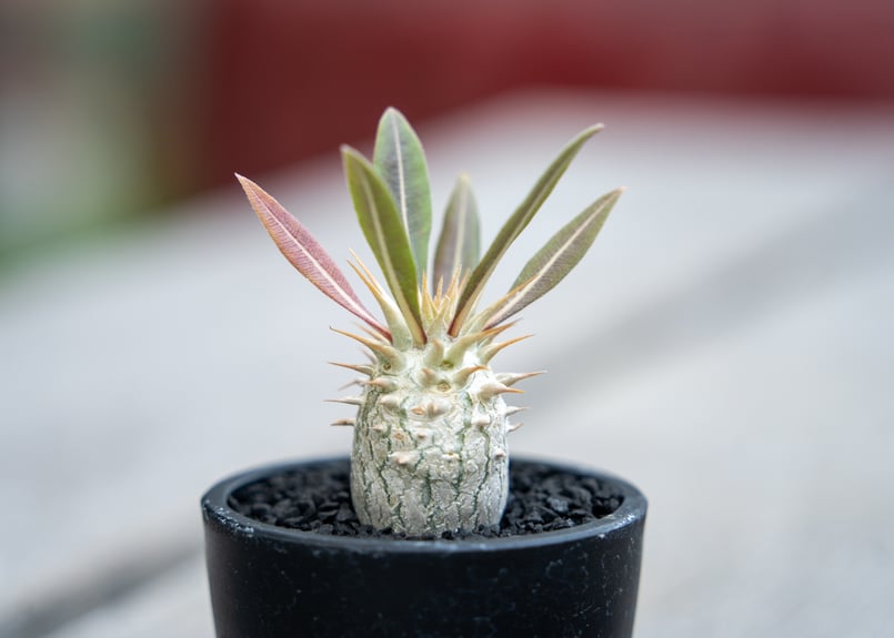 パキポディウム ロスラーツム 沖縄実生 | mana's farm:塊根植物