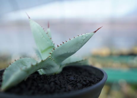 アガベ　ドラゴントゥース　Agave Dagontoes　No.5