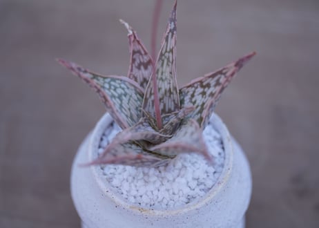 アロエ　ドリアンフレーク Aloe rauhii 'Dorian-flake'