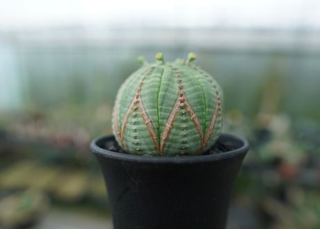 ユーフォルビア　オベサ　Euphorbia obesa
