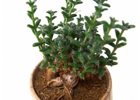 姫紅小松　Trichodiadema bulbosum  №2