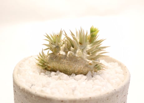 パキポディウム　エブレネウム　国内実生　花芽つき