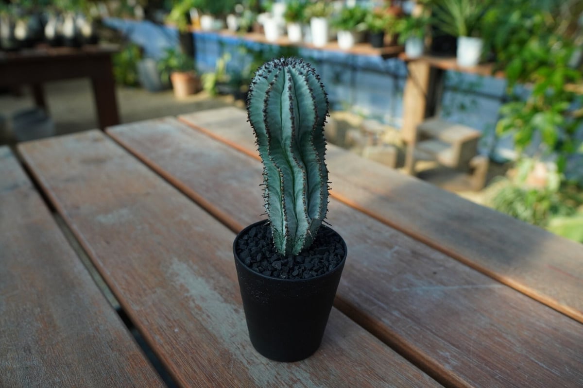 特大 ユーフォルビア ホリダ \