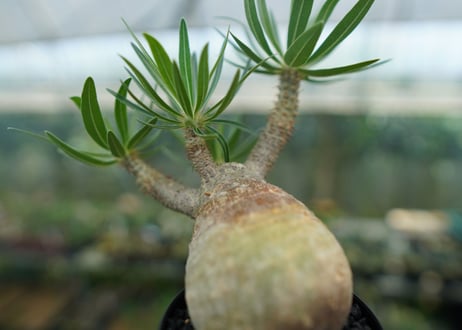 パキポディウム　グラキリス　 Pachypodium Gracilius  No.1