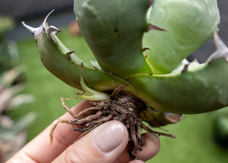 Agave titanota dwarf 姫厳龍 B NO.1