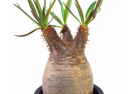 Pachypodium Gracilius パキポディウム  グラキリス  №11 little