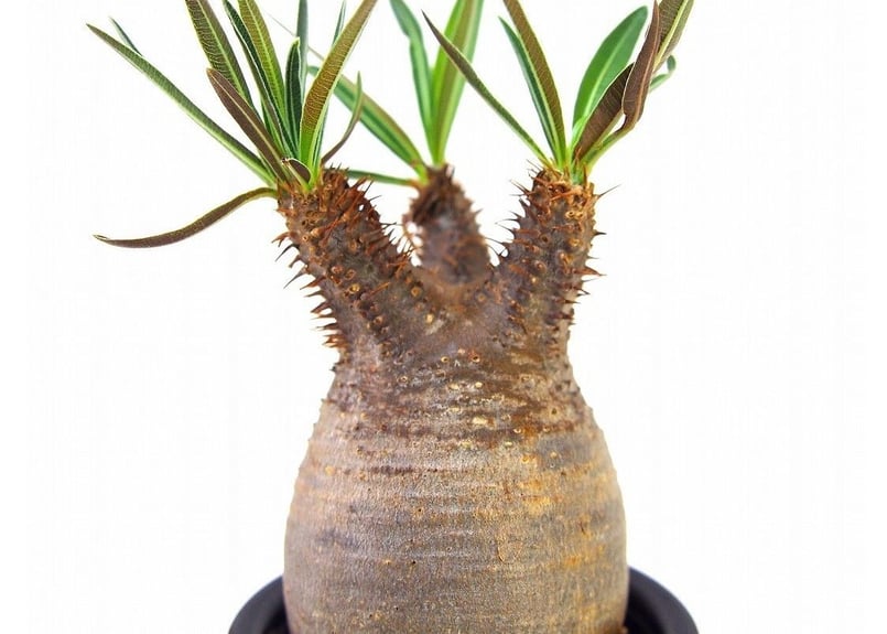 Pachypodium Gracilius パキポディウム グラキリス №11 littl