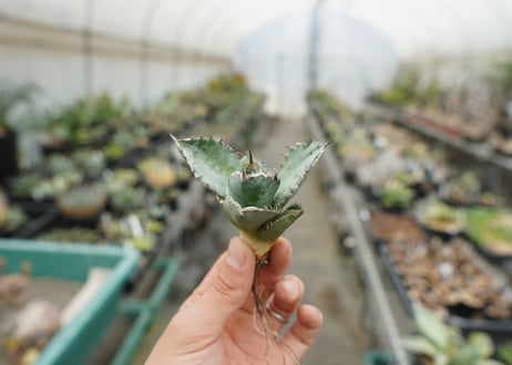 【抜き苗】アガベ　チタノタ　ライオンズメーン　Agave titanota Lion's Mane