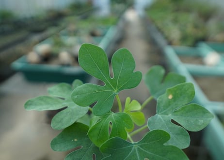 アデニア　グラウカ　Adenia glauca  No.3