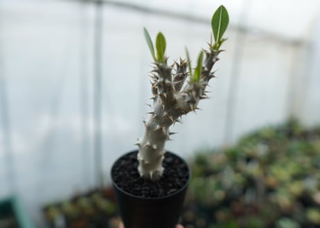 パキポディウム　デンシフローラム　Pachypodium densiflorum　No.4