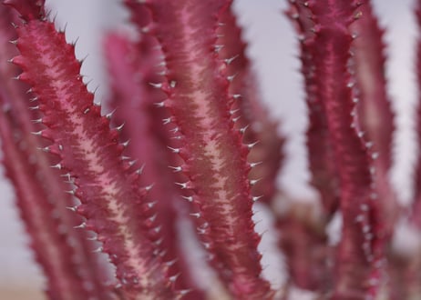 ユーフォルビア　紅葉彩雲閣　Euphorbia trigona f. rubra