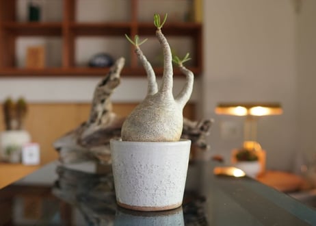 パキポディウム　グラキリス　 Pachypodium Gracilius