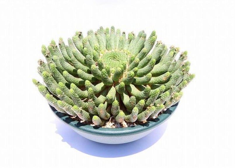 巨大 希少 ユーフォルビア エスクレンタ Euphorbia タコモノ 選抜株 巨大 希少 ユーフォルビア エスクレンタ Euphorbia タコモノ 選抜株