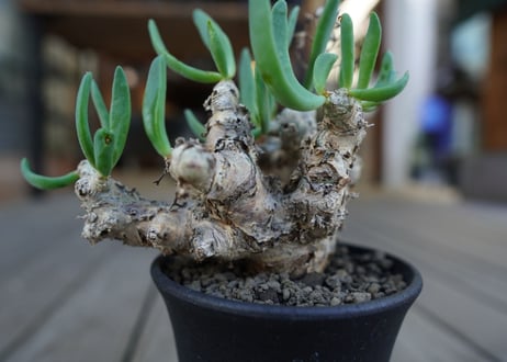 チレコドン　万物想　Tylecodon reticulatus
