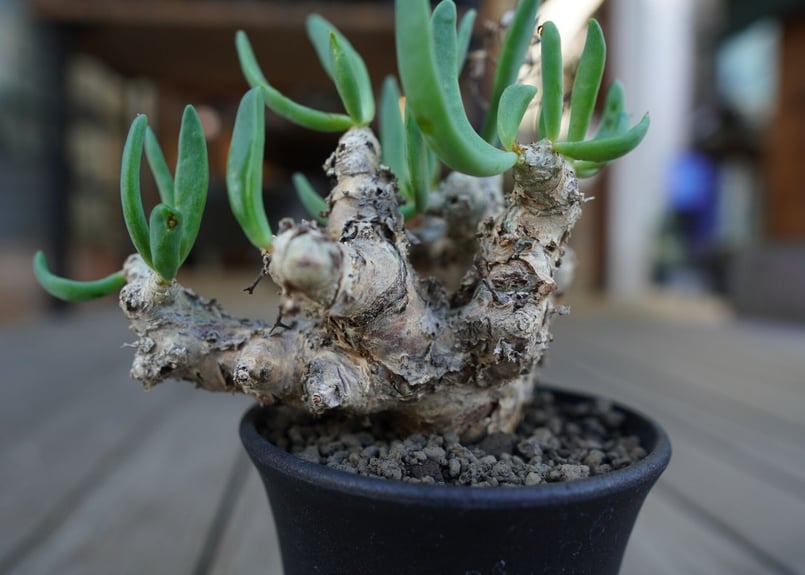 チレコドン 万物想 Tylecodon reticulatus | mana's farm:塊