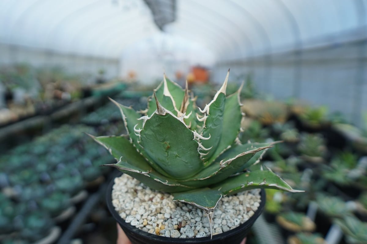 アガベ　FO76 チタノタ fit=scale-down,w=1200