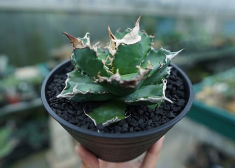 アガベ　チタノタ　白火焔　agave titanota white fire　No.1