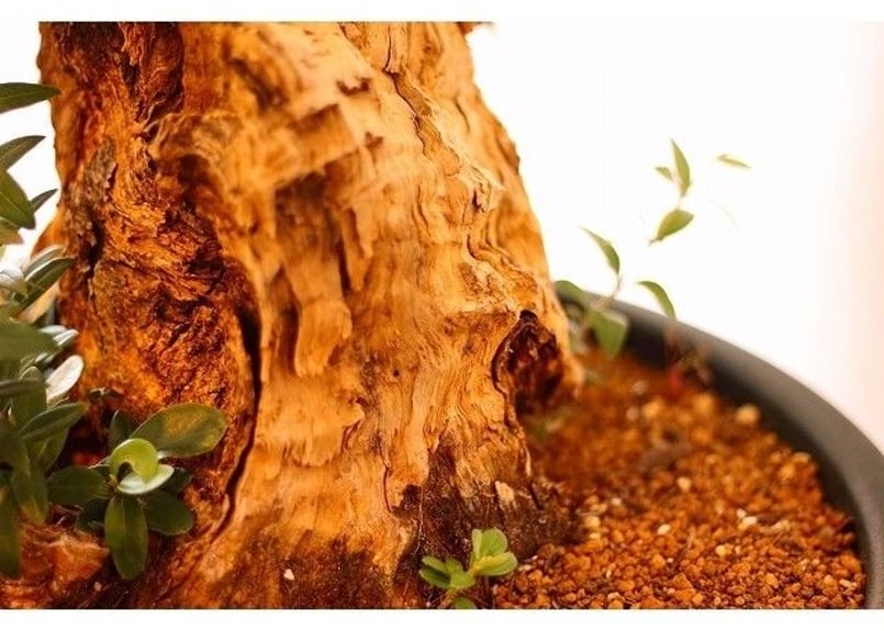 オールドオリーブ 古木オリーブ オリーブ古木 塊根植物 パキプス コーデックス オールドオリーブ 古木オリーブ オリーブ古木 塊根植物 パキプス