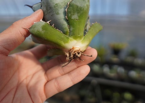 agave titanota ブラック＆ブルー　No.7