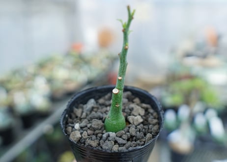 アデニア　グラウカ　Adenia Glauca　No.4