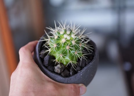 Echinocactus grusonii