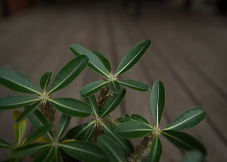 パキポディウム　デンシフローラム　Pachypodium densiflorum