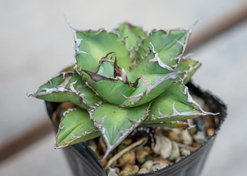 アガベ チタノタ オテロイ 沖縄実生 | mana's farm:塊根植物