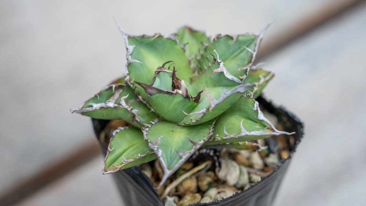 アガベ チタノタ オテロイ 沖縄実生 | mana's farm:塊根植物・アガベ