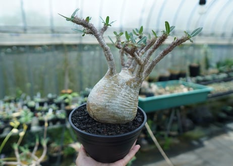 パキポディウム　グラキリス　 Pachypodium Gracilius  No.1