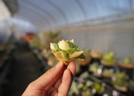 agave 王妃雷神黄中斑 NO.4