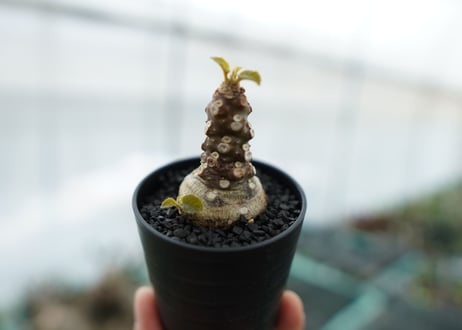 ドルステニア フォエチダ Dorstenia foetida　No.2