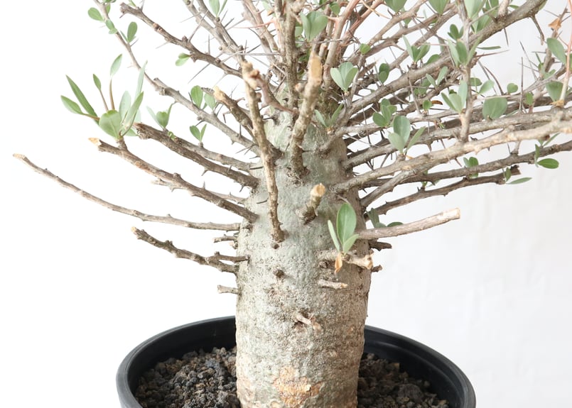 フォークイエリア コルムナリス 観峰玉 | mana's farm:塊根植物