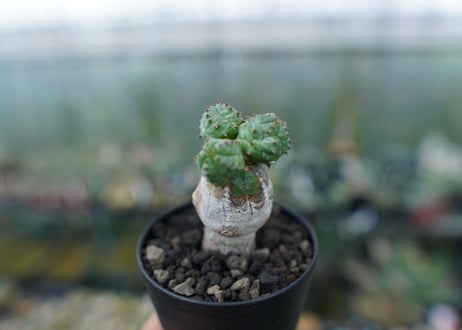 ユーフォルビア　オベサブロー　Euphorbia ObesaBlow No.3