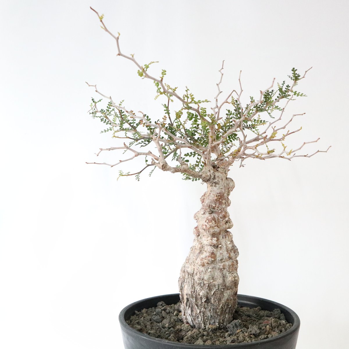 オペルクリカリア デカリー | mana's farm:塊根植物・アガベ