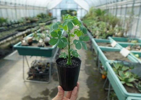 アデニア　グラウカ　Adenia glauca  No.8