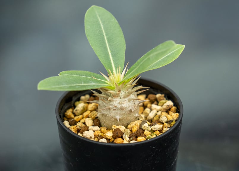 パキポディウム　レウコキサンツム パキポディウム レウコキサンツム Pachypodium leucoxanthum