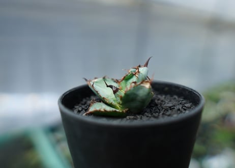 アガベ　チタノタ　 ブラックアンドブルー 　Agave titanota black and blue　No.1