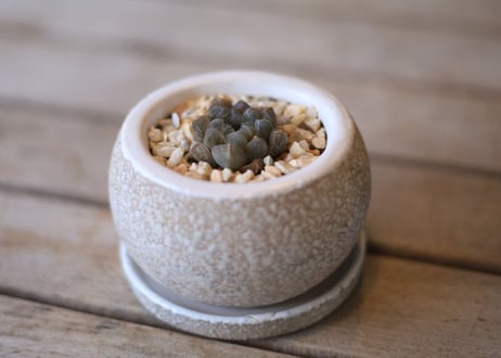 ハオルチア　オブツーサ　Haworthia obtusa