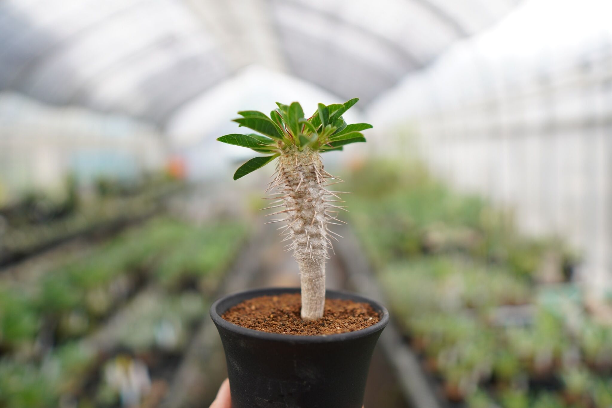 ユーフォルビアギラウミニアナ✳️現地球 多分岐 良型　塊根植物 original