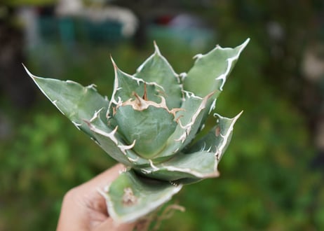Agave titanota 白鯨 B NO.1