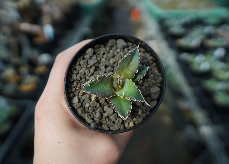 アガベ オテロイ オアハカ agave oteroi oaxaca | mana's gree...