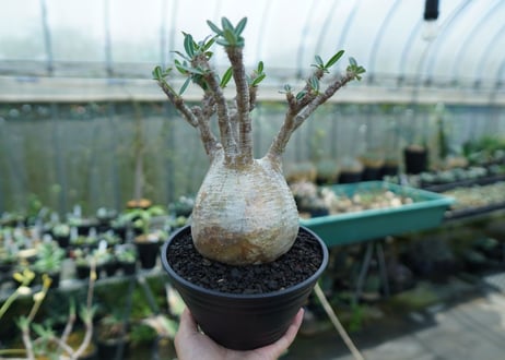 パキポディウム　グラキリス　 Pachypodium Gracilius  No.1