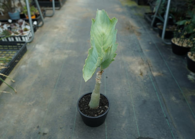 キフォステンマ ユッタエ Cyphostemma juttae | mana's farm:塊