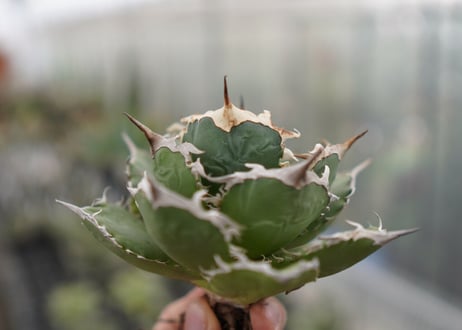 Agave titanota FO-76  D NO.3
